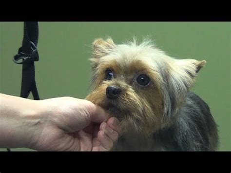 Yorkie Poo Health Issues - Pets Lovers