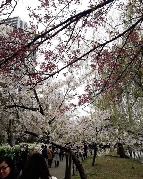 Cherry blossom viewing ueno park | Tokyo japan, Ueno park, Cherry blossom