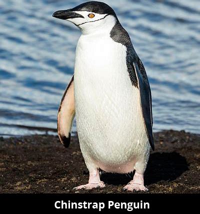 Penguin Facts | Cool Kid Facts