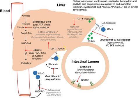 Sites and targets of lipid-lowering therapies. Approved drugs/drug... | Download Scientific Diagram