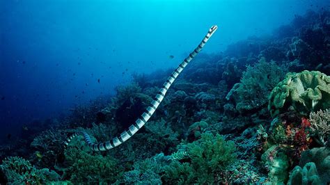 Sea Snakes Have A Unique Sense For Detecting Underwater Movement | IFLScience