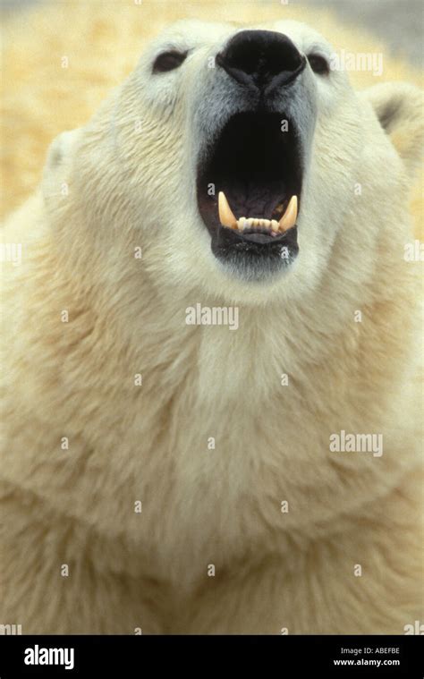 Polar bear showing its teeth Stock Photo - Alamy