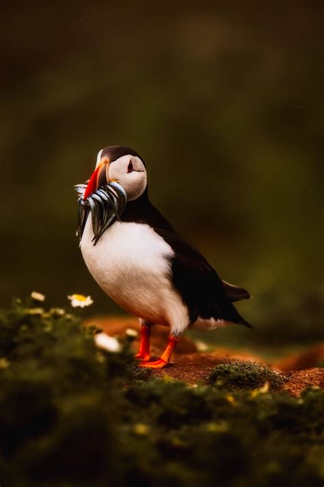 New research on the sand lance, 'a quintessential forage fish' for seabirds and marine mammals