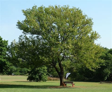 The Acacia Tree: [Characteristics, Planting, Care, Irrigation and Substrate] - Complete Gardering