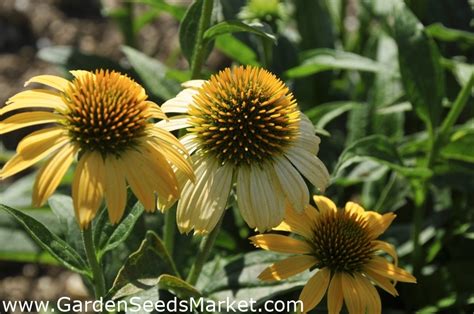 Yellow coneflower, Bush's purple coneflower - seeds – Garden Seeds Market | Free shipping