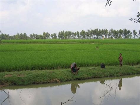 This is the view you will sure to see, if you are in the rural areas. Dhaka Bangladesh, India ...