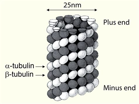 6 popular Microtubule agents used in in vitro tubulin assays - Tebubio's blog