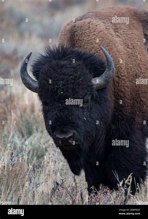 American Buffalo (Bison bison) in Yellowstone National Park Stock Photo ...