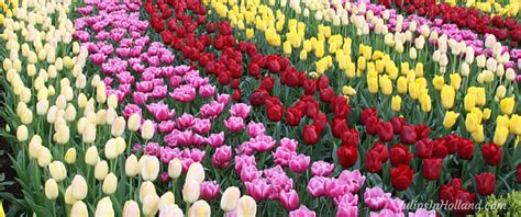 Happy weekend with these rainbow tulips! - Tulips in Holland