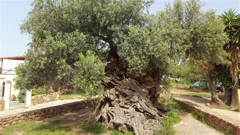 3,000-Year-Old Olive Tree on the Island of Crete Still Produces Olives Today | Open Culture