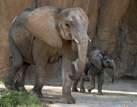 Baby elephant makes long-awaited debut at Dallas Zoo - CBS News