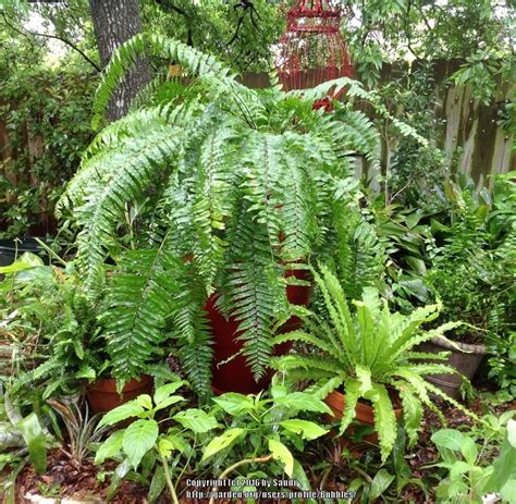 Photo of the entire plant of Giant Sword Fern (Nephrolepis biserrata 'Macho') posted by Bubbles ...