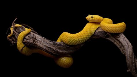 yellow snake on tree branch in black background 4k hd animals Wallpapers | HD Wallpapers | ID #43093