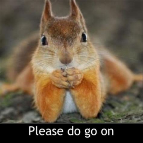 54 best Squirrel Memes images on Pinterest | Squirrels, Adorable ...