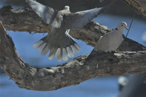 Backyard Birds: Eurasian Collared-Dove Nesting Pair - Birds Calgary