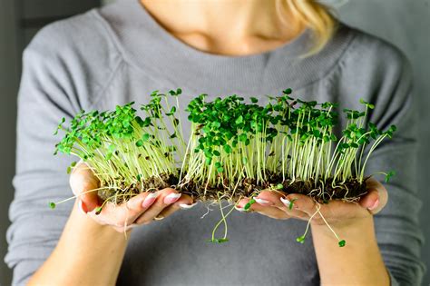 Your Guide to Growing Microgreens - GOQii