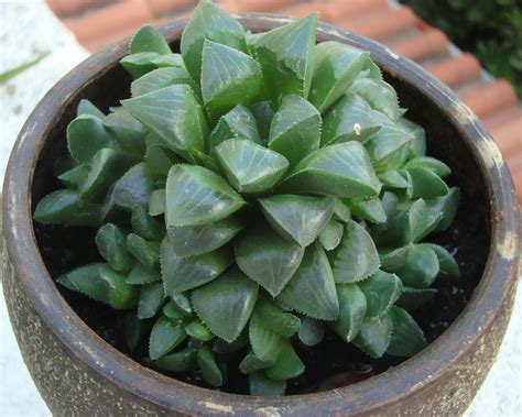 Haworthia Retusa - Succulent Guide