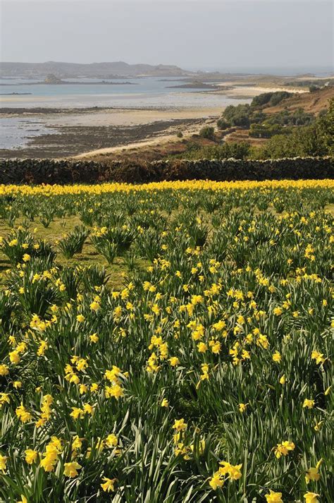 Scented Flowers By Post From The Scilly Isles