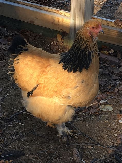 Buff Brahma Chickens - Brown Egg Laying Chicks | Cackle Hatchery