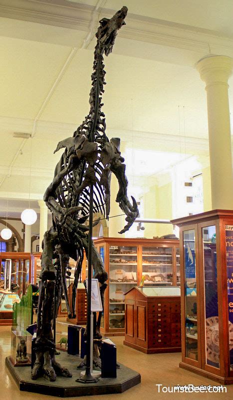 Cambridge, England - Complete fossil of an Iguanodon reconstructed at the Sedgwick Museum of ...