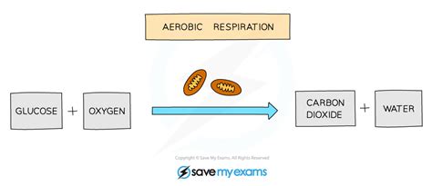 14 Write The Chemical Equation For Aerobic Respiration And Anaerobic - Tessshebaylo