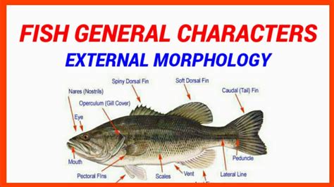 FISH GENERAL CHARACTERS//EXTERNAL MORPHOLOGY OF FISH - YouTube