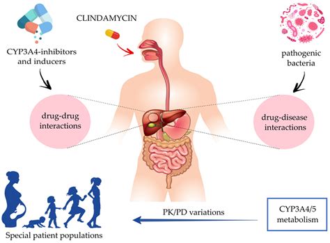 Antibiotics | Free Full-Text | Ways to Improve Insights into Clindamycin Pharmacology and ...