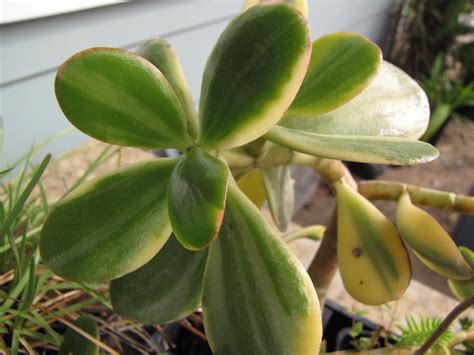 Crassula ovata 'Variegata' (Variegated Jade Plant) | North Carolina ...