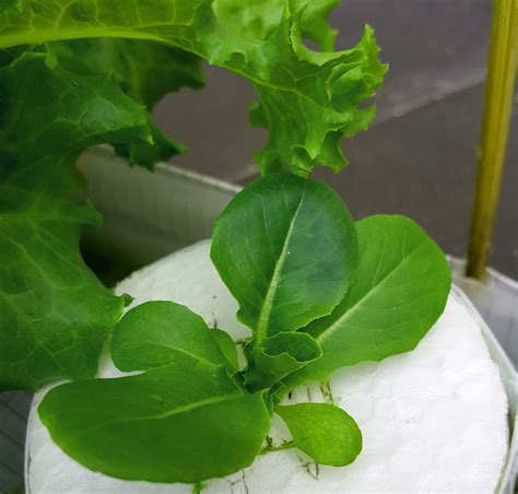 EDIBLE GARDEN LANDSCAPE: BABY GEM LETTUCE IN HYDROPONICS MALAYSIA HOT ...