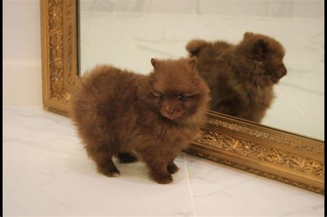 East Coast German Spitz - Puppies For Sale