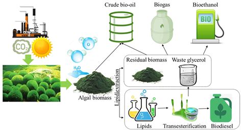 Energies | Free Full-Text | A Two-Tier Superstructure Model for Optimization of Microalgae-Based ...