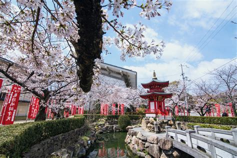 Where to See Osaka Cherry Blossoms in 2021 or 2022