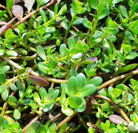 Buy Plant House Live Brahmi Perennial Creeping Herb Plant, Neer Brahmi Plant, Bacopa monnieri ...