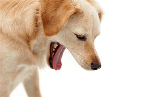 Dog Vomiting Treatment - ThePetsAbout