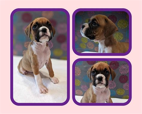 Boxer Puppies For Sale