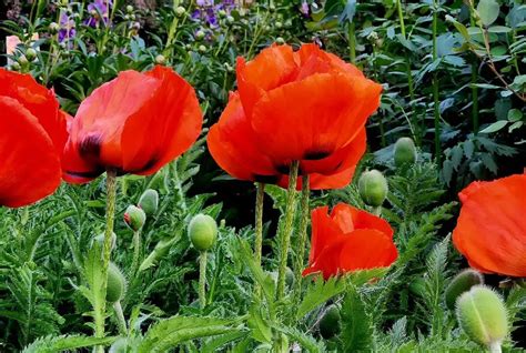 Are Poppies Annuals Or Perennials? [Know The Growth Habit]