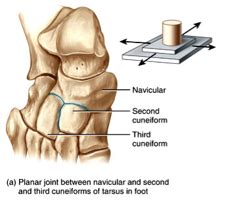 Types of Synovial Joints Flashcards | Quizlet