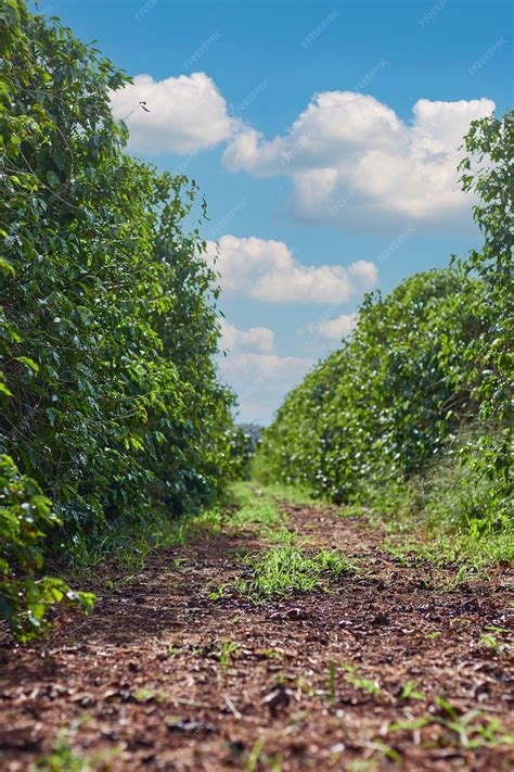 Premium Photo | Coffee plantation with clear and sunny sky