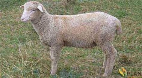 Columbia Sheep: First Breed In The United States - Farming Plan