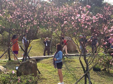 Cherry Blossoms | Yangmingshan National Park in Taiwan – Althea's ...