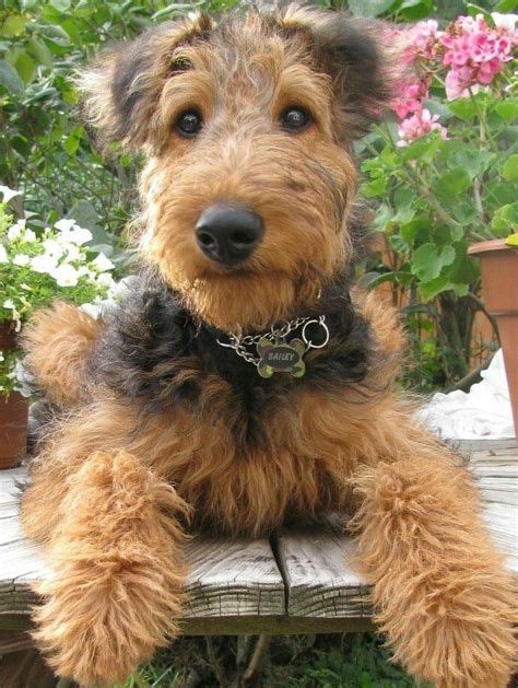 Mini Airedale Terrier For Sale - Pets Lovers