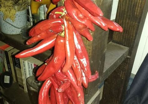 How to Grow Gochu (Korean Chili Peppers) for Gochujang