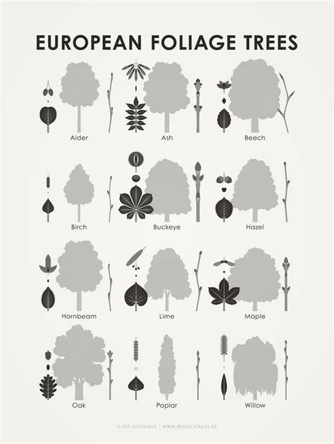 European Foliage Trees | Tree identification chart, Tree drawing, Tree ...