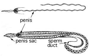 File:Ocythoe tuberculata hectocotylus.jpg - Wikimedia Commons