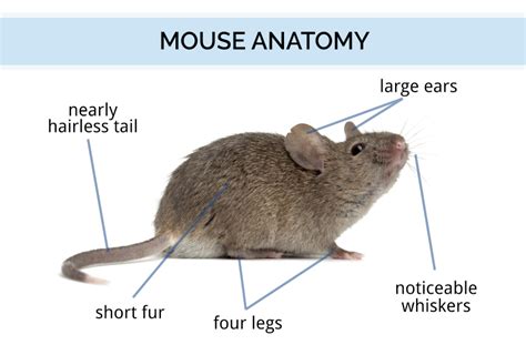 Reproductive Cycle Of Mice