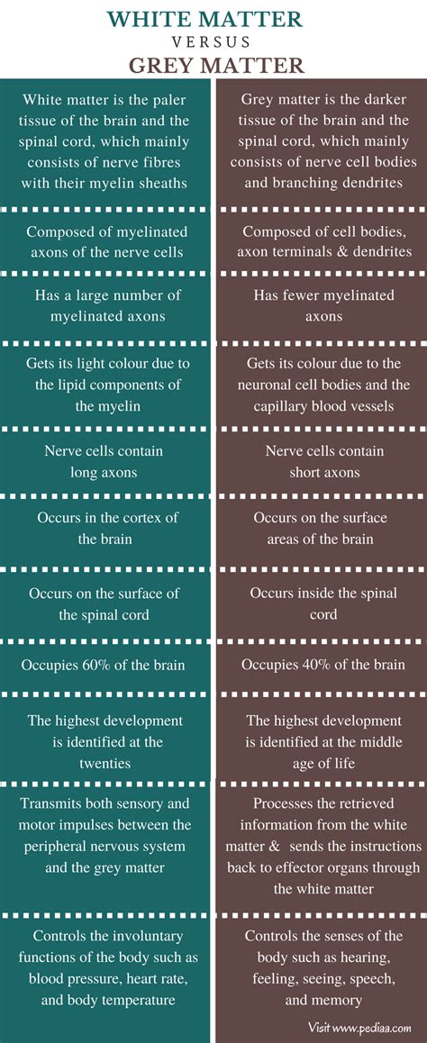 Difference Between White Matter and Grey Matter | Definition, Characteristics, Function