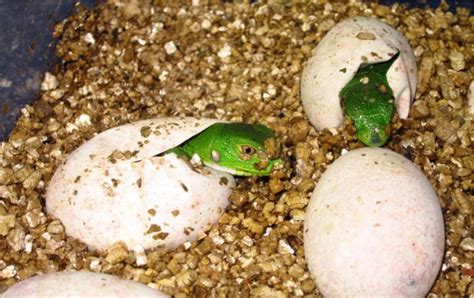 Hatching Iguana delicatissima. Note the relatively shallow level to... | Download Scientific Diagram