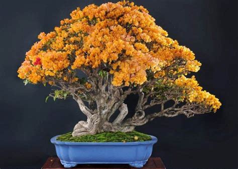 5 GETSO 100pcs Regenbogen Bougainvillea Bonsai Bougainvillea glabra ...