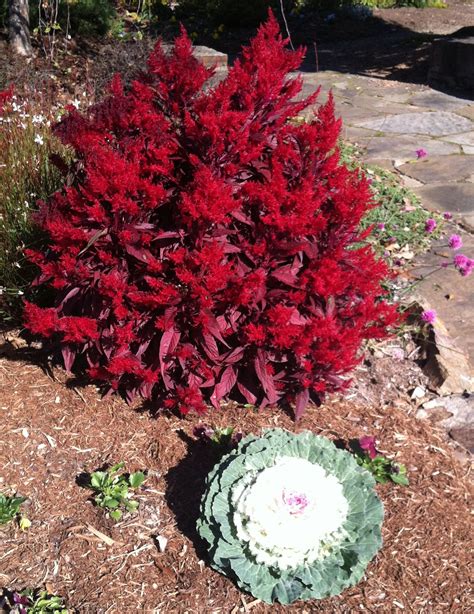 dragons breath celosia | Dragons breath, Flower garden, Botanical gardens