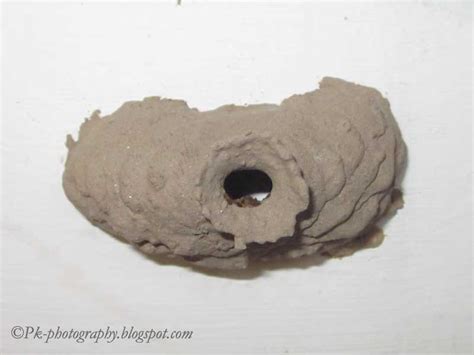 Potter Wasp Nest. | Nature, Cultural, and Travel Photography Blog